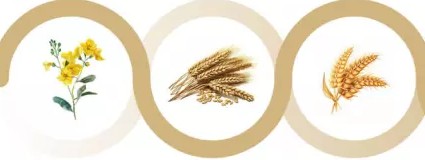 Préservation des rotations céréalières